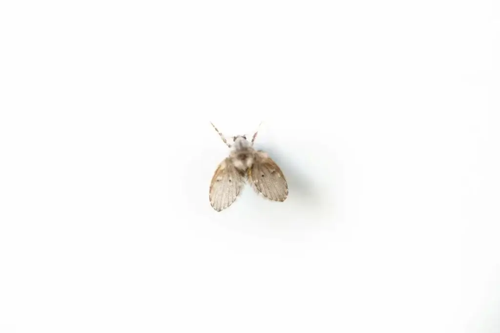 Picture of a gnat for the article about how to get rid of gnats in house.