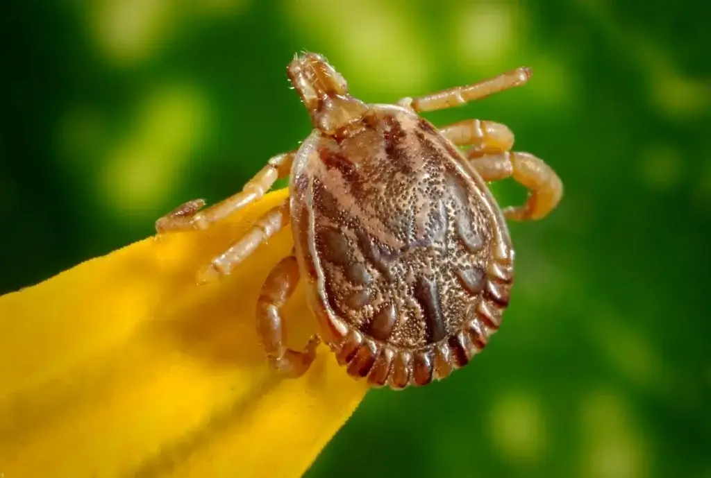 Picture of a bed bug on a flower for the blog how long can bed bugs live without a host.