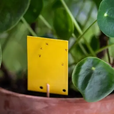 Gnats on yellow sticky trap. This blog addresses common questions such as: what attracts gnats?, what causes gnats in your house, what are gnats attracted to?, how do gnats get in your home?