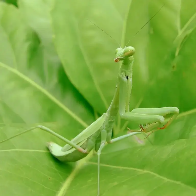 Bug Identifier: Praying Mantis