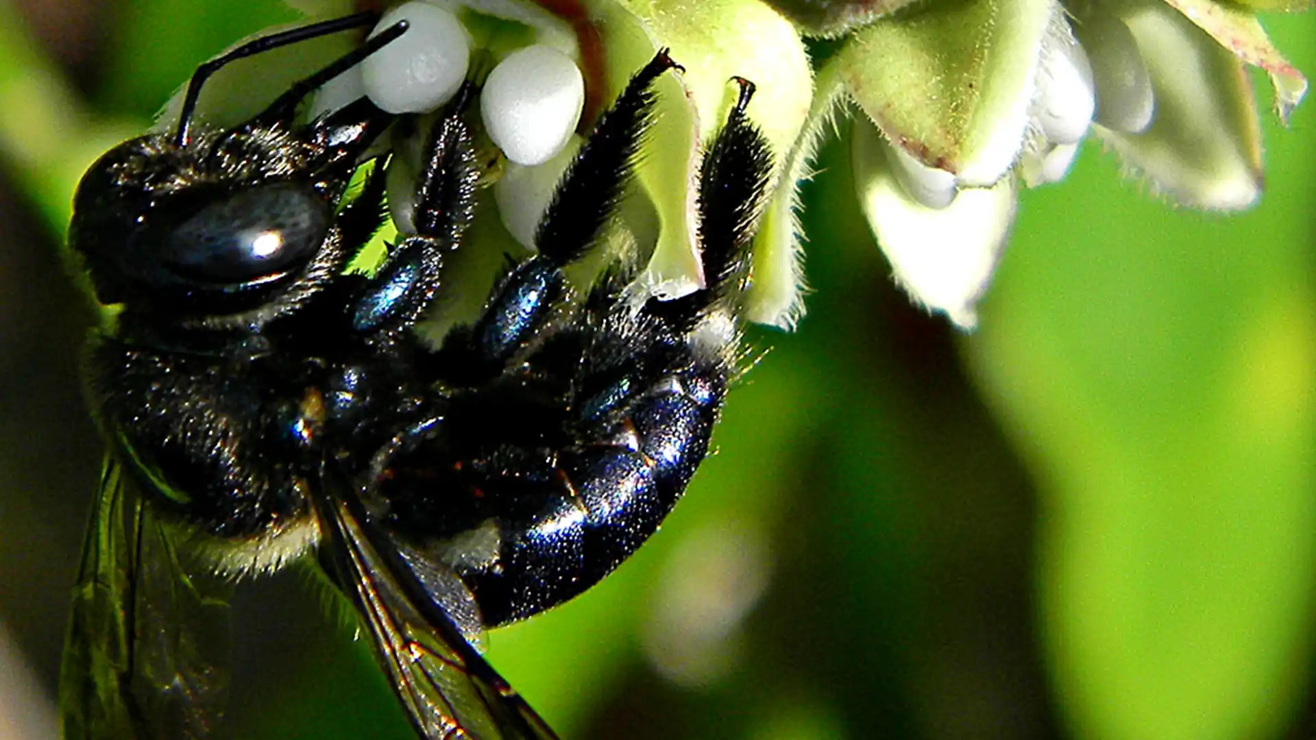 Pest Identification: Carpenter Bees