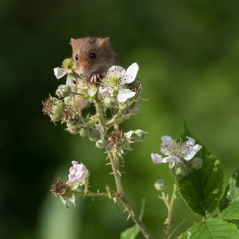 wild rodents found in fields