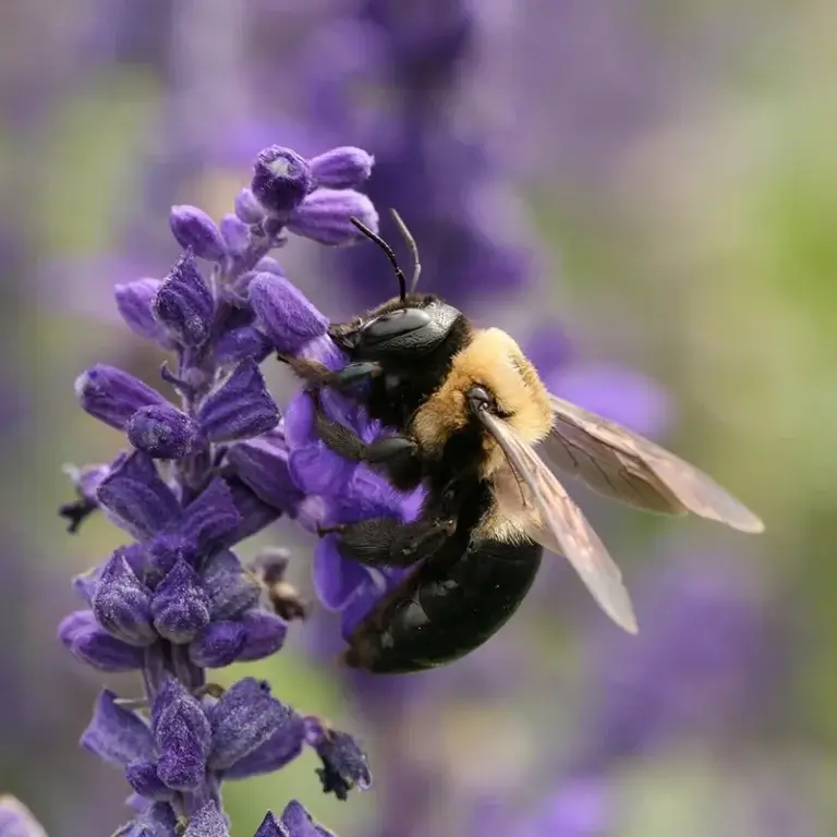 carpenter bee found in North Carolina