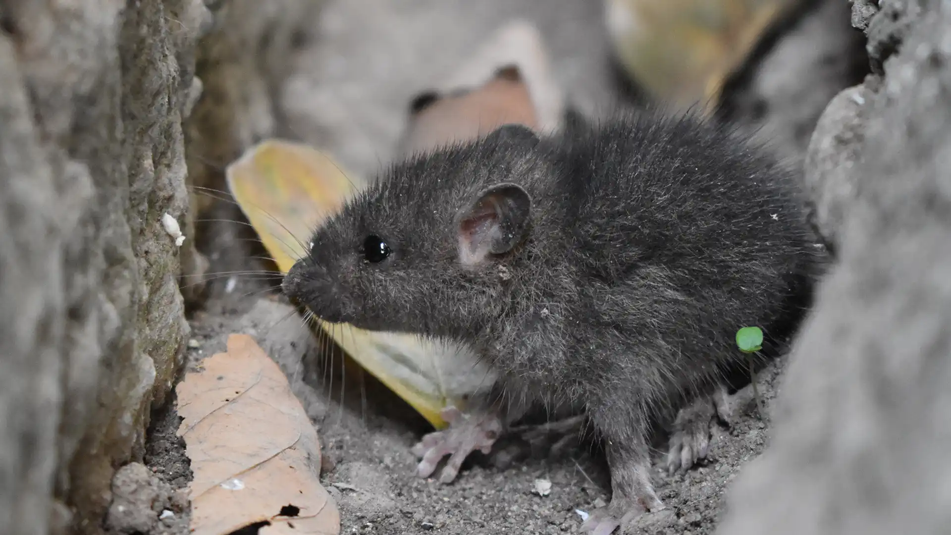 NC Pest Identification: Mice