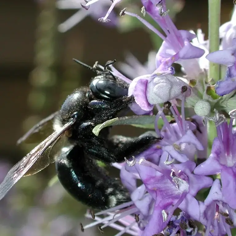 Southern Carpenter Bee in NC