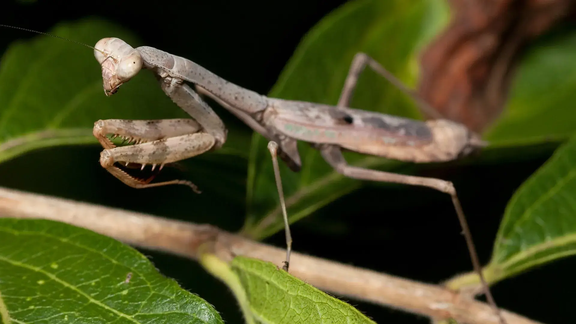 Praying Mantis Identification in NC