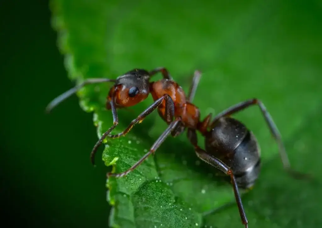 Picture of an ant for the blog about do ants hibernate.