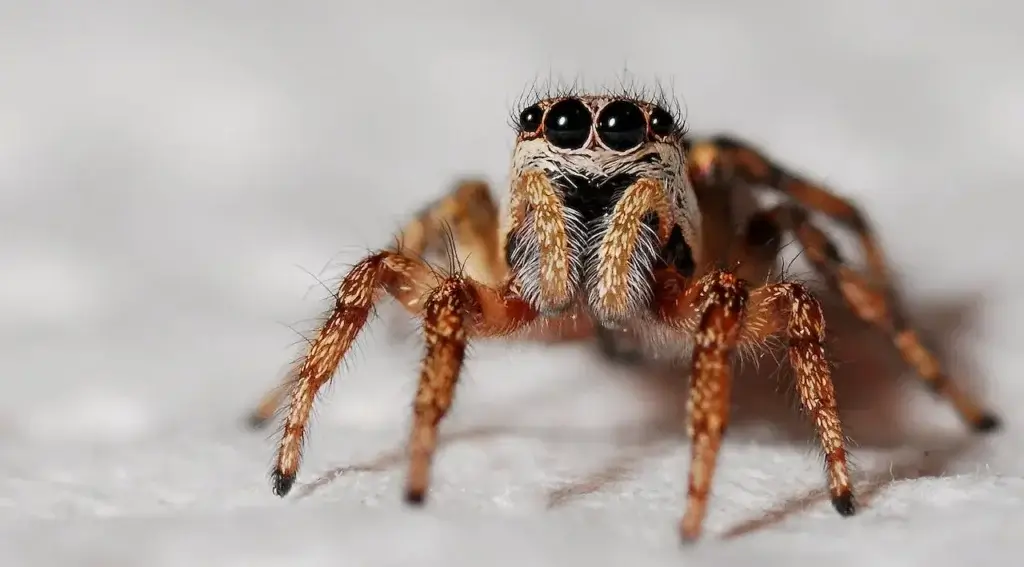 Picture of a jumping spider for the blog about do spiders hibernate.