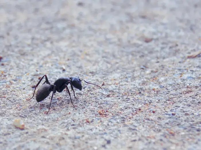 North Carolina Ants A1 Pest Identification Guide