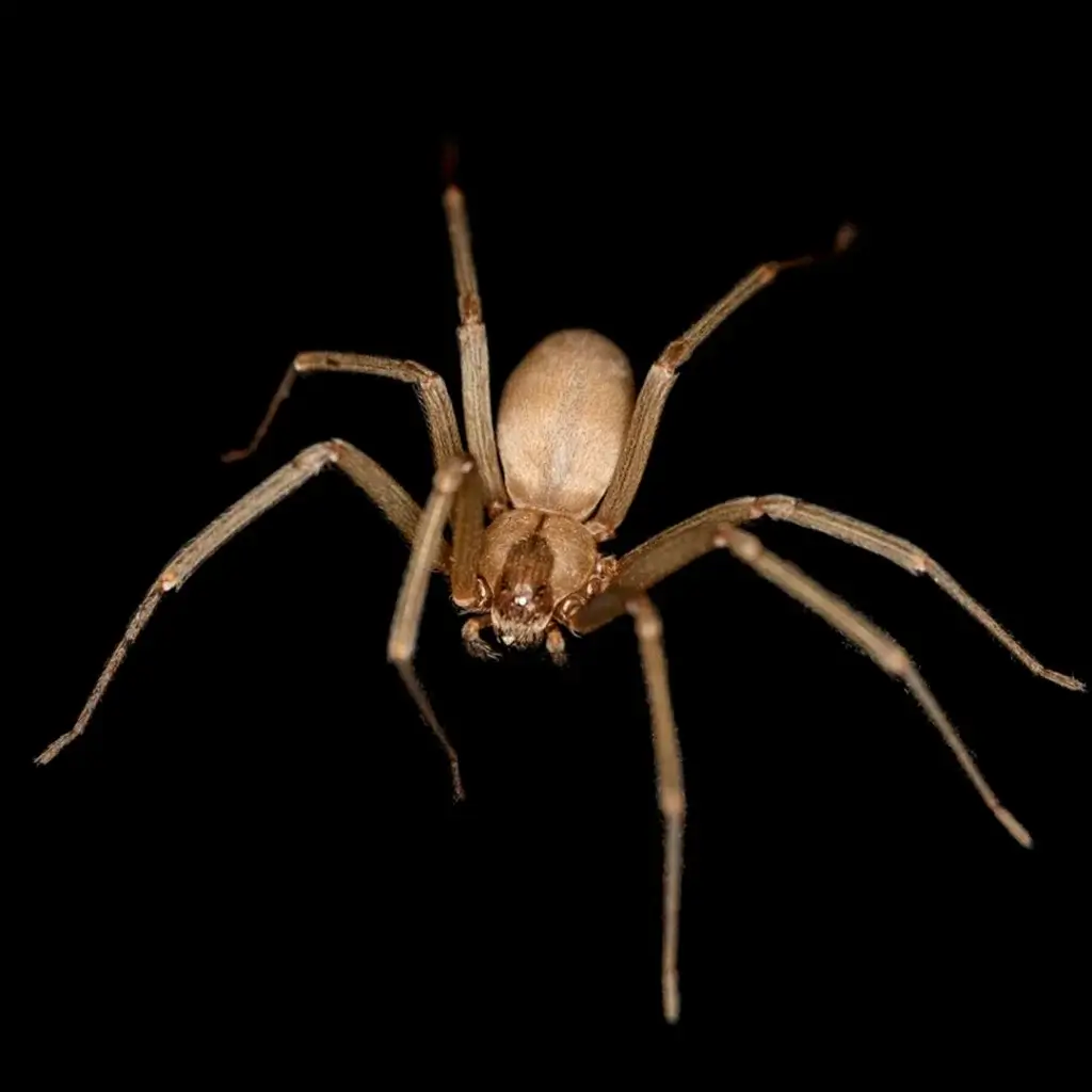 Brown Recluse North Carolina Spider