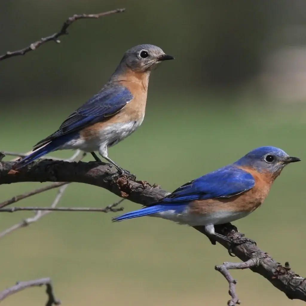 Two Eastern Bluebirds are perched on a tree branch.