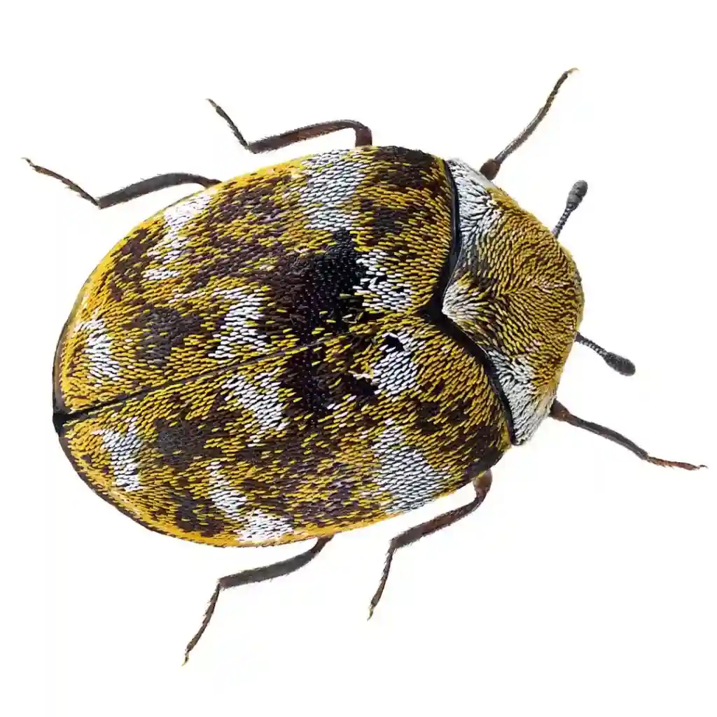 Carpet Beetle Identification in North Carolina