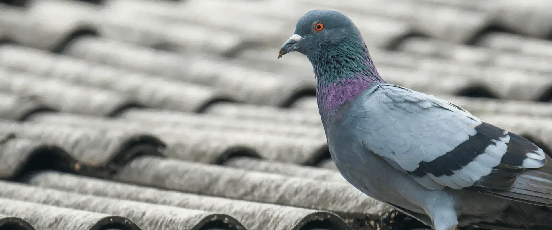 Pest Birds in NC