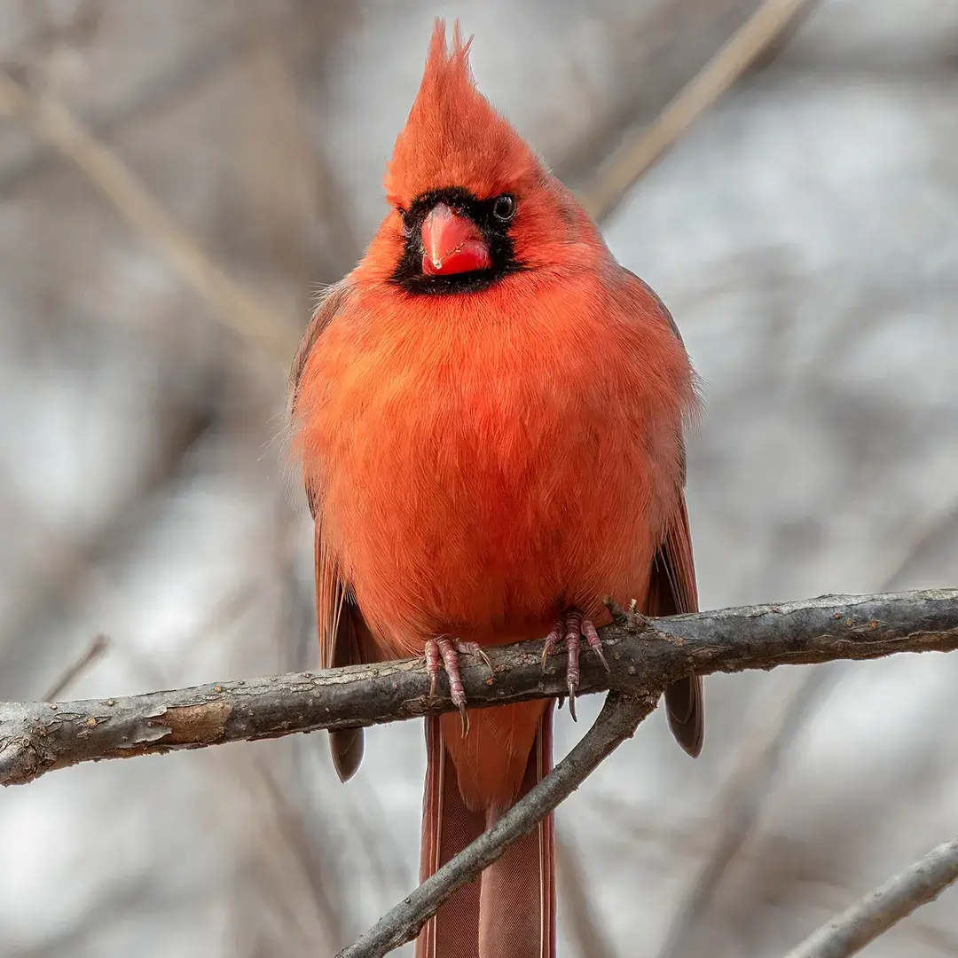 Northern cardinal