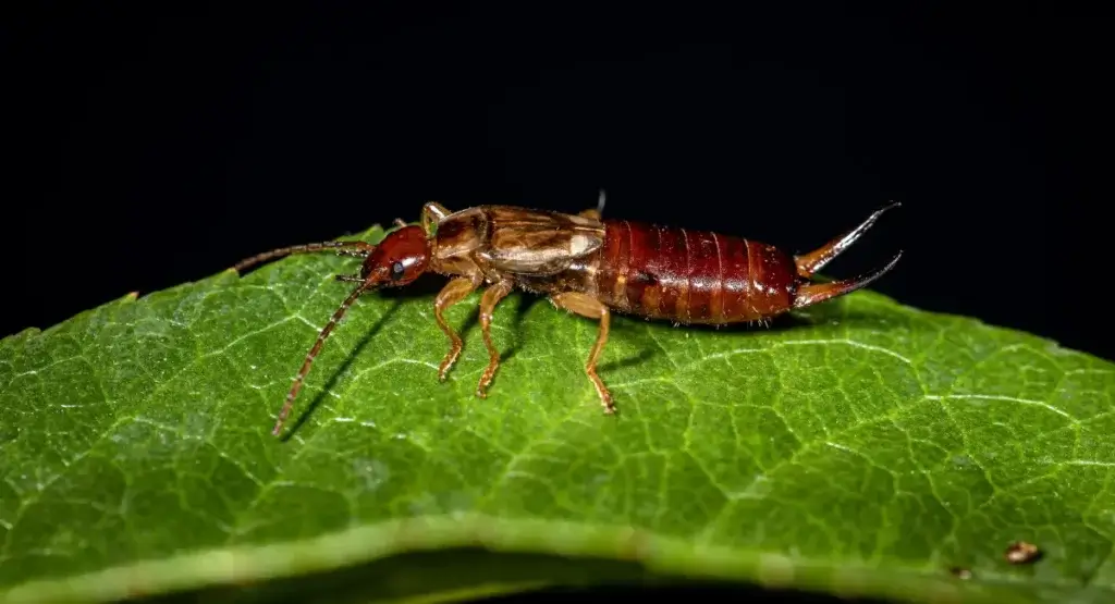 Picture of an earwig on a leaf for the article that answers, "Are earwigs dangerous?"