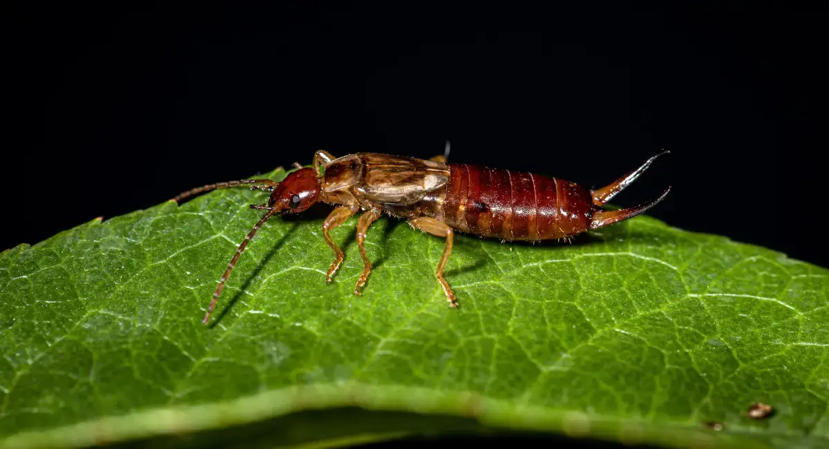 Debugging the Myth Are Earwigs Dangerous A1 Pest Control
