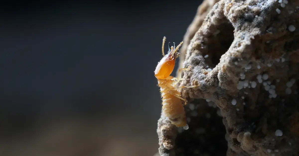 Picture of a termite eating wood. A-1 Pest & Termite Control.