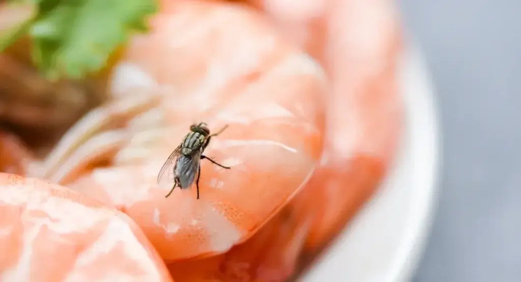 Picture of a fly on food for the article that answers how long do house flies live.