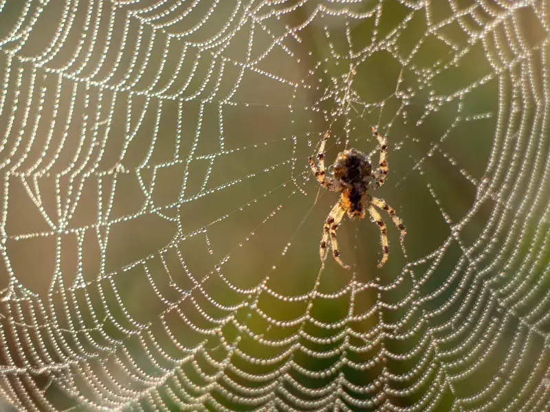 Spider in dew covered web. Image complements the blog "north carolina house spiders"