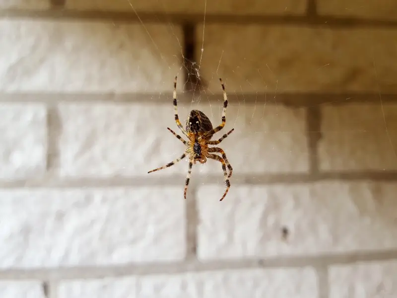 Spider in web. north carolina house spiders