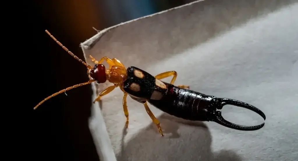 Picture of an earwig for the article that explains What are earwigs?