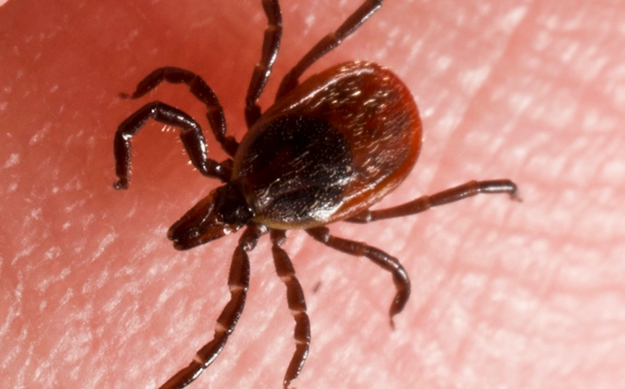 Black-Legged Tick