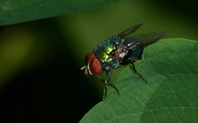 NC Blow Flies