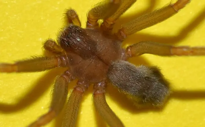 Brown Recluse spiders