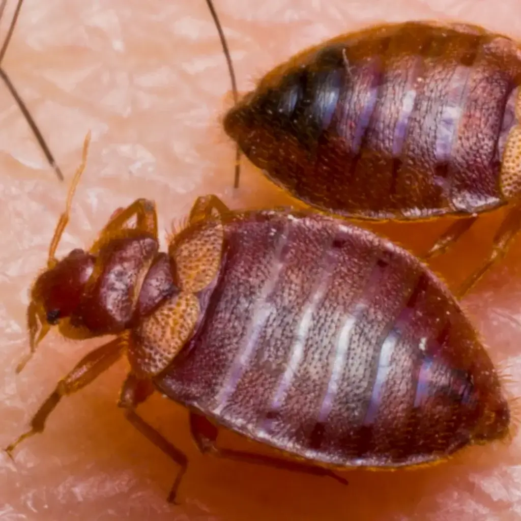 Cimex Lectularius Bed bug