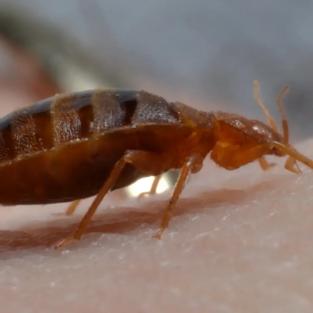 NC Bed Bug Identification