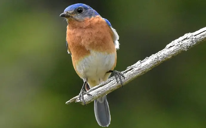 Eastern Bluebird