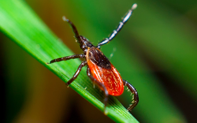 Ticks in North Carolina