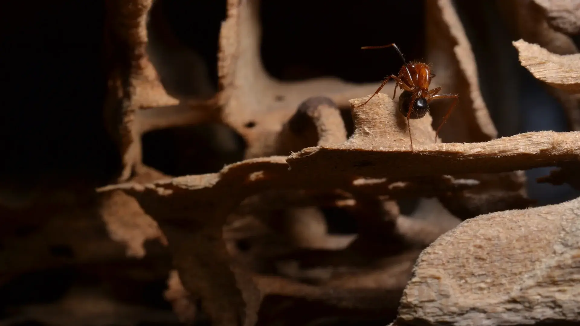 Ant Identification NC