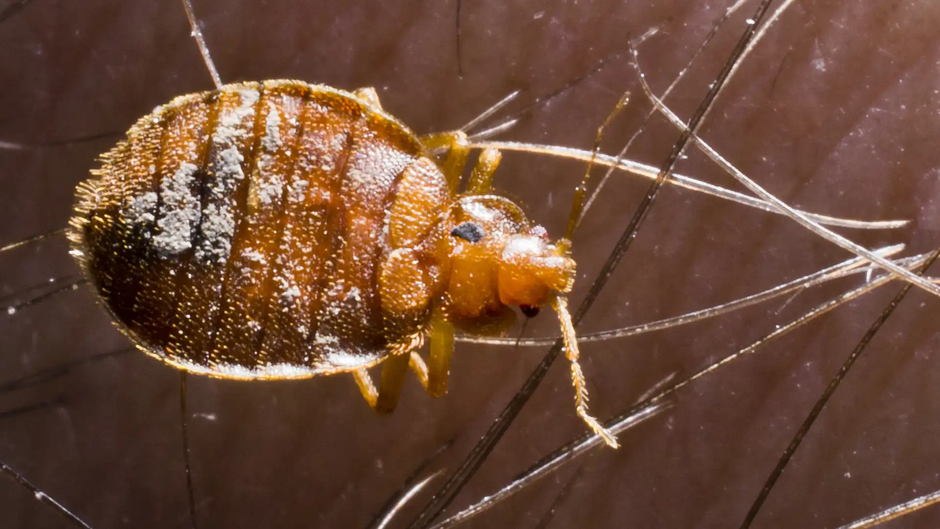 Bed Bug Identification NC