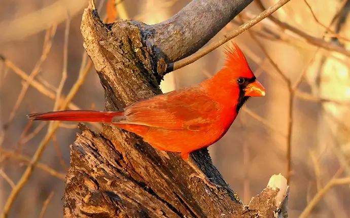 Northern cardinal