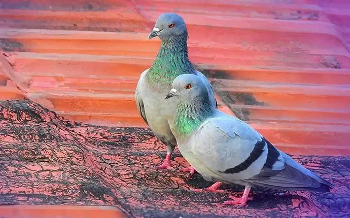 Pigeons on roof