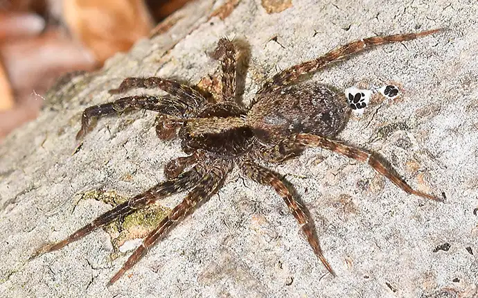 Wolf Spiders