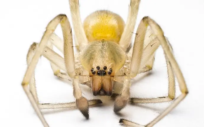 Yellow Sac Spiders