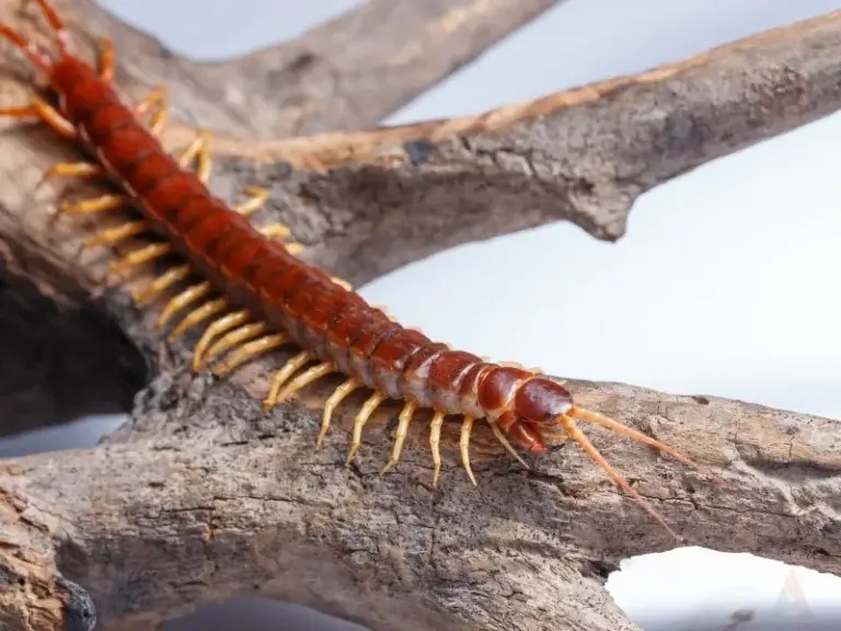 Red centipede climbing branches. Are Centipedes Poisonous, Are Centipedes Venomous, are house centipedes dangerous