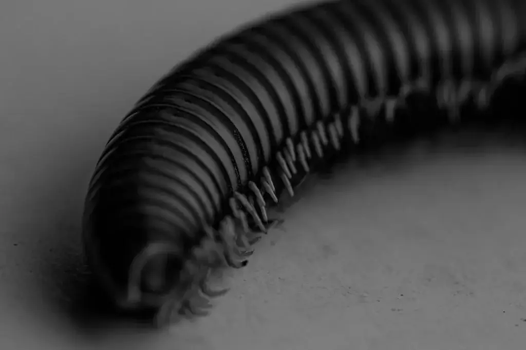 Picture of a centipede - Are centipedes poisonous in North Carolina? 