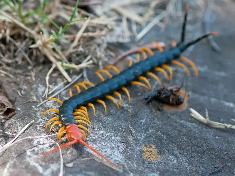 Black centipede on sidewalk. are house centipedes dangerous, are centipedes venomous, do centipedes sting, is a centipede poisonous