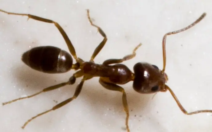 Argentine ants pest example