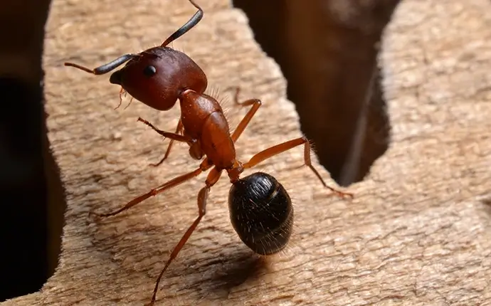 Carpenter Ant example