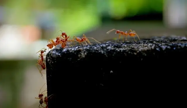 fire ants in north carolina