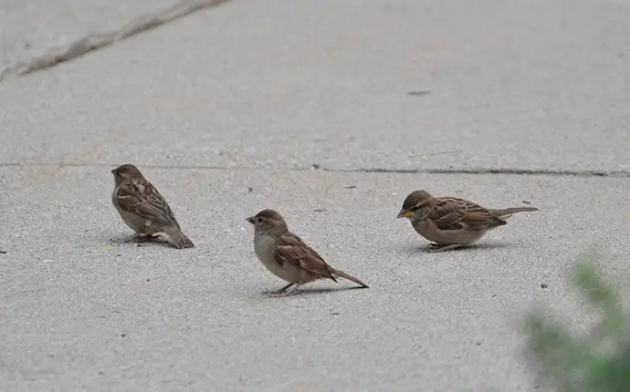 Three sparrows on a sidewalk.