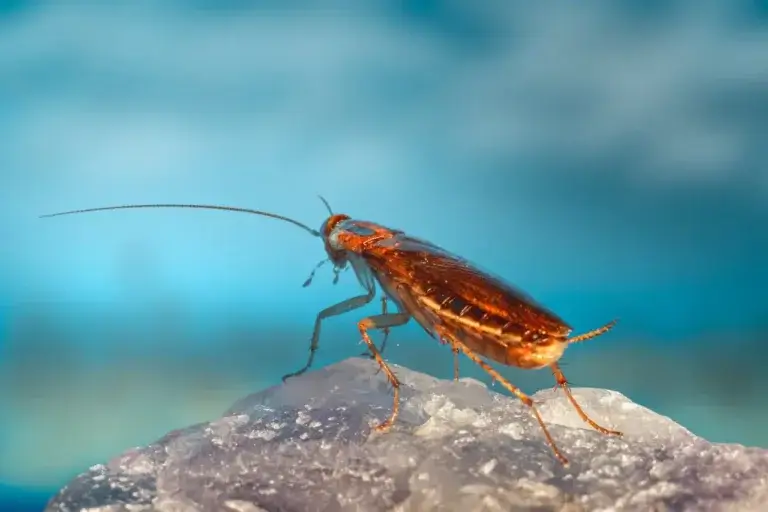 Picture of a cockroach for the article about waterbug or cockroach?