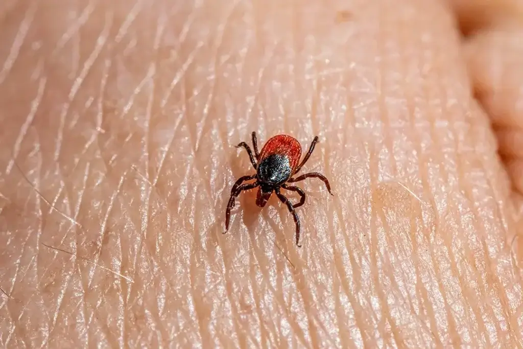 Tick Prevention for NC Residents and Pet Owners