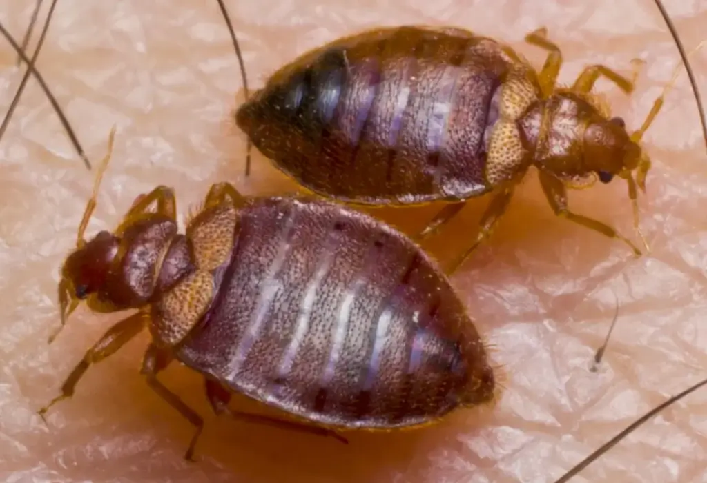 bed bugs in North Carolina