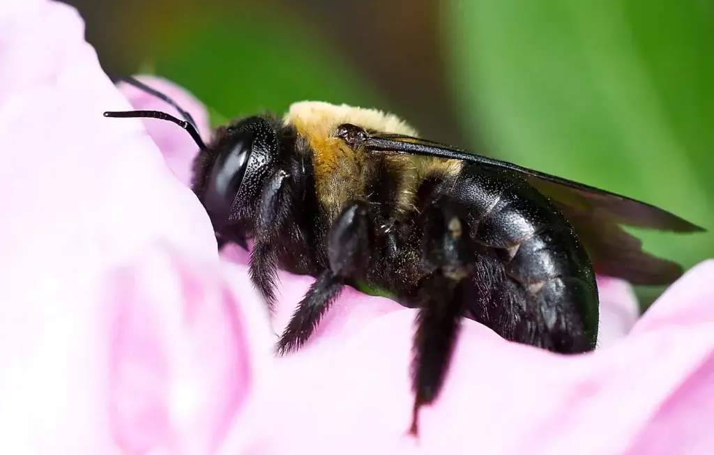 avoid carpenter bees in your Blowing Rock, North Carolina