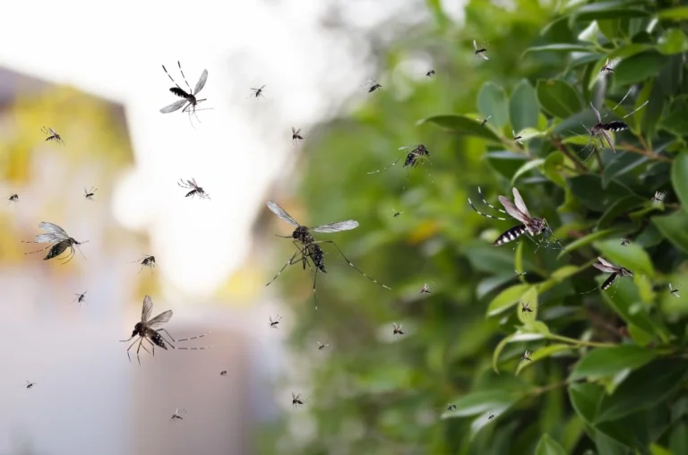 A photo of mosquitos swarming around a bush outside for the article titled, "The best plants to deter mosquitoes."